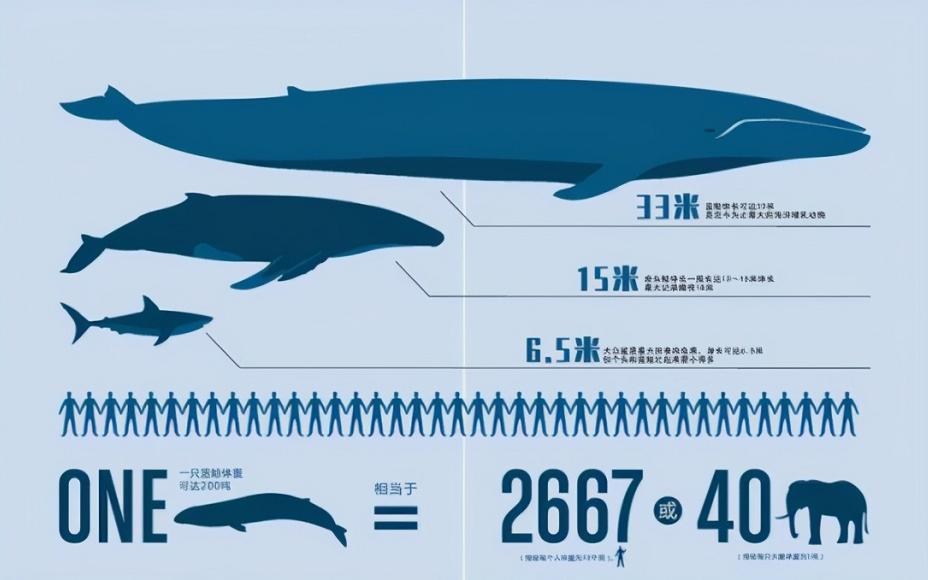 蓝鲸有多大有多重（地球上有史以来最大的生物是什么）-第2张图片