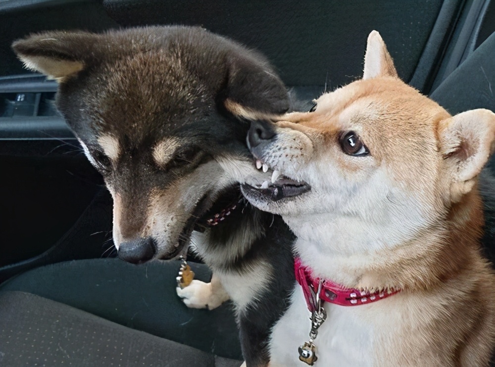 秋田犬为什么禁养（日本秋田犬在国内被禁养的原因）-第7张图片