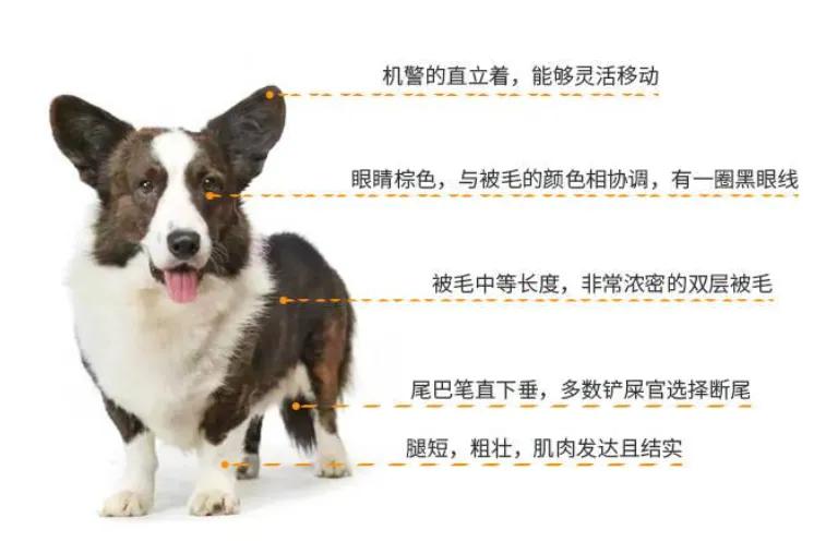 彭布罗克威尔士柯基犬简介（柯基犬的外形及性格特点）-第9张图片