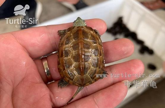 龟养几只旺财（中华草龟、黄缘龟等乌龟要怎么摆放招财）-第5张图片