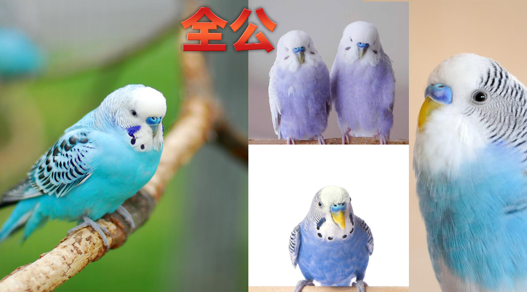 鹦鹉怎么分辨公母（公鹦鹉和母鹦鹉的区分方法是什么）-第4张图片