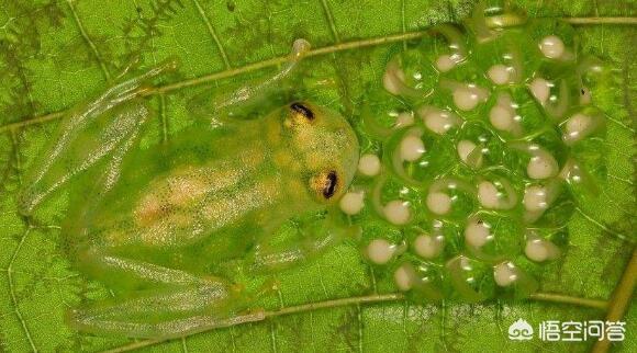 世界上有没有我们人类未发现的动物（有人类未知的生物吗）-第4张图片