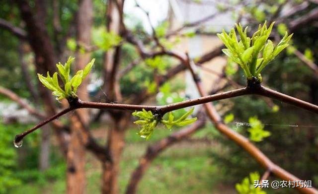 枣树几年可以结枣（枣树苗结枣最好的月份是什么时候）-第4张图片