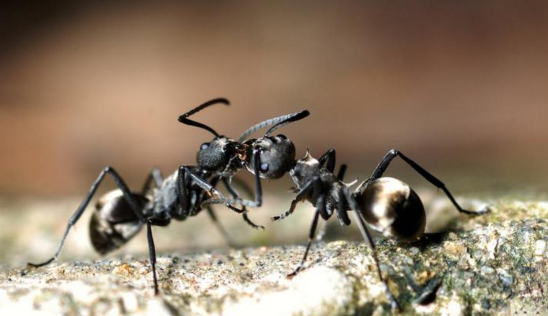 蚂蚁的外形特点和生活特征（蚂蚁长相习性和生活环境介绍）-第5张图片