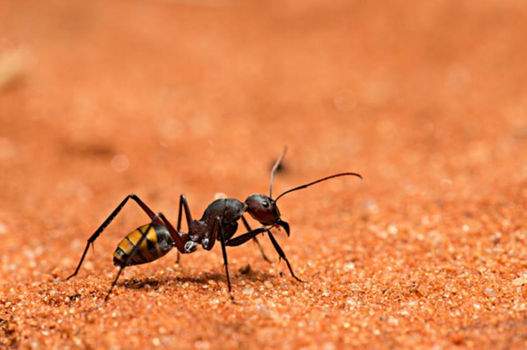 蚂蚁的外形特点和生活特征（蚂蚁长相习性和生活环境介绍）-第4张图片