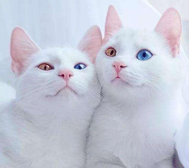 纯白的猫一般人养不了（家里养纯白的猫是不是不吉祥）-第3张图片