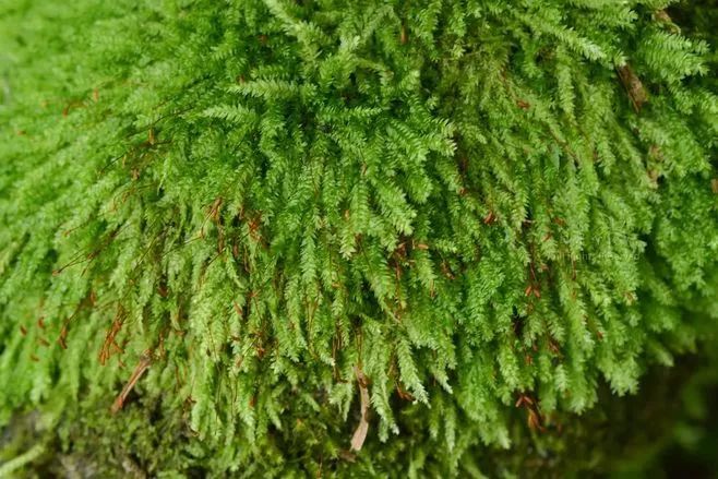 青苔属于草本植物吗，青苔属于什么蓝藻吗-第40张图片