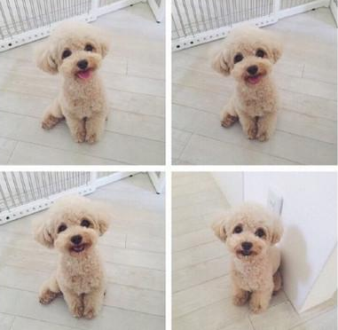 适合家养的小型犬,十种不宜在家养的狗-第3张图片 适合家养的小型犬,十种不宜在家养的狗-第3张图片
