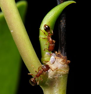 蚂蚁怎么养才能养好呢（人工养殖的蚂蚁有什么作用）-第5张图片