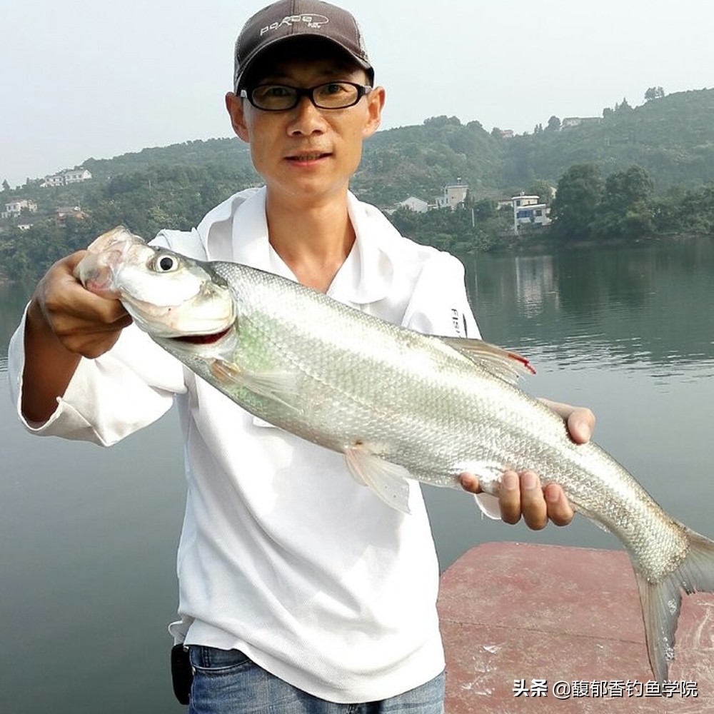 翘嘴鱼的生活规律及温度（翘嘴鱼的觅食习性和垂钓方法）-第3张图片