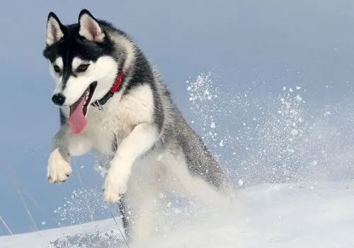 雪橇三傻是哪三种狗（被称为雪橇三傻的狗分别有哪些）-第5张图片