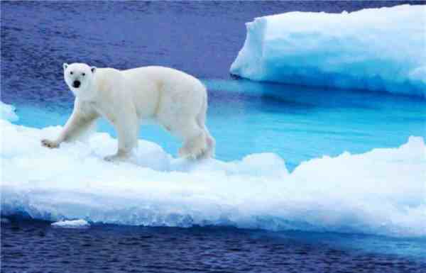 北极熊为什么不怕冷（北极熊不怕冷是因为什么）-第1张图片