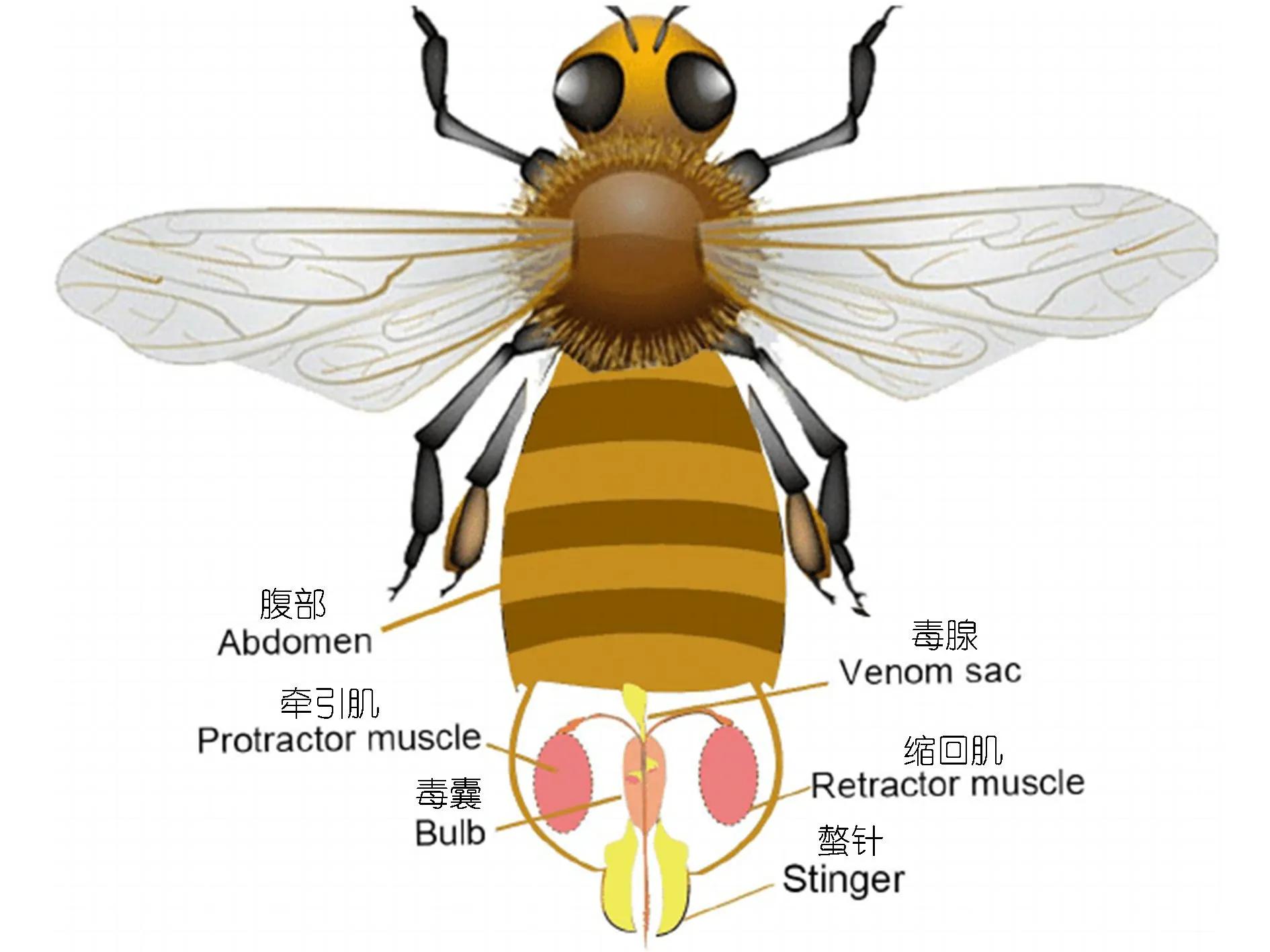 蜜蜂蜇人后为什么会死去（蜜蜂蜇了人后自己也会死的原因）-第4张图片