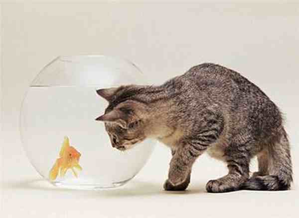猫为什么喜欢吃鱼（可以长期给猫咪吃鱼吗）-第1张图片