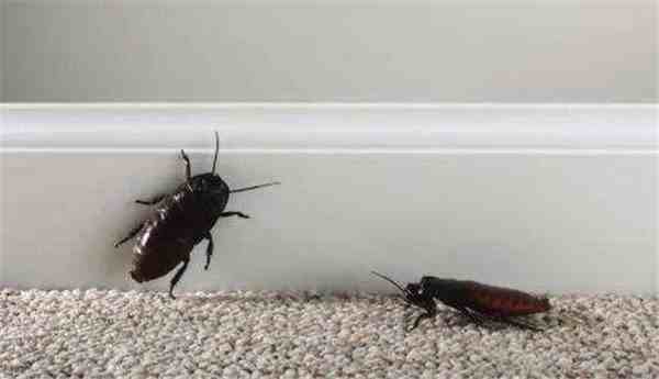 蟑螂怕什么（蟑螂最怕的东西）-第1张图片