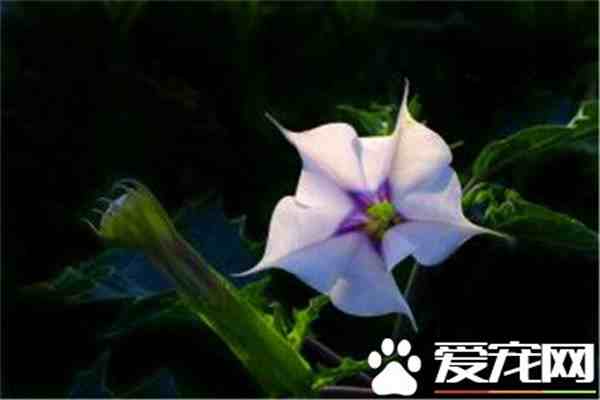 曼陀罗花花语（黑色曼陀罗花有毒吗）-第1张图片