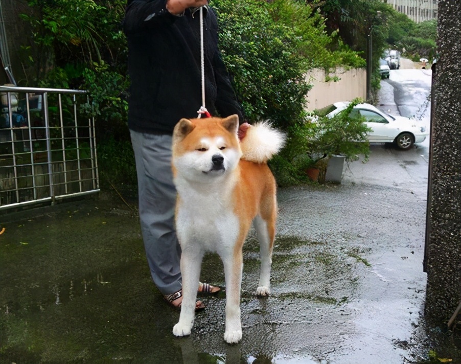 秋田犬为什么禁养（日本秋田犬在国内被禁养的原因）-第4张图片
