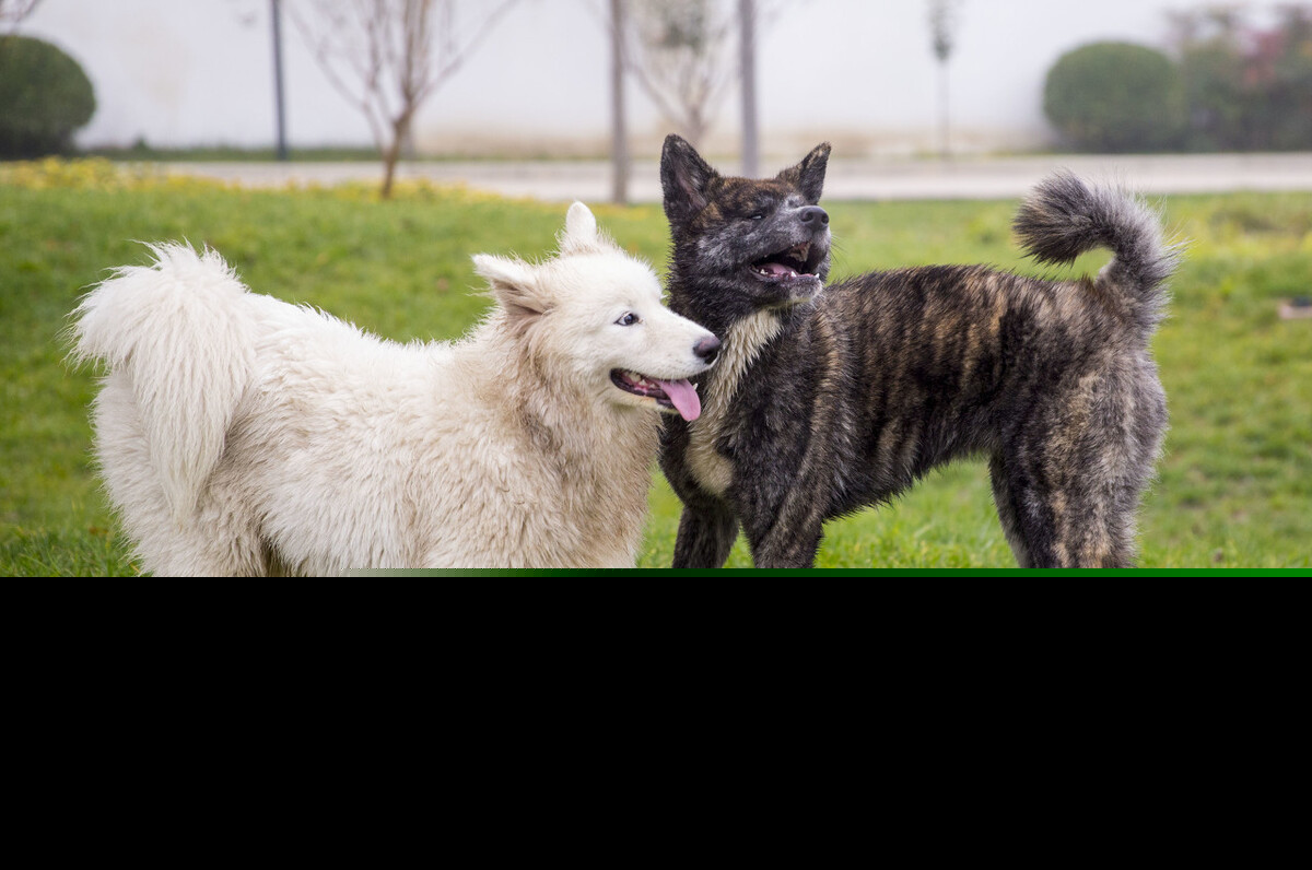 秋田犬为什么禁养（日本秋田犬在国内被禁养的原因）-第6张图片