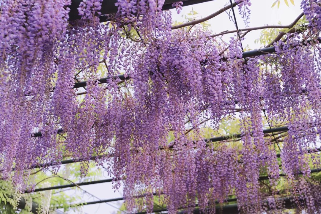 常见紫色的花有哪些（紫色花朵的花名都叫什么名字）-第7张图片