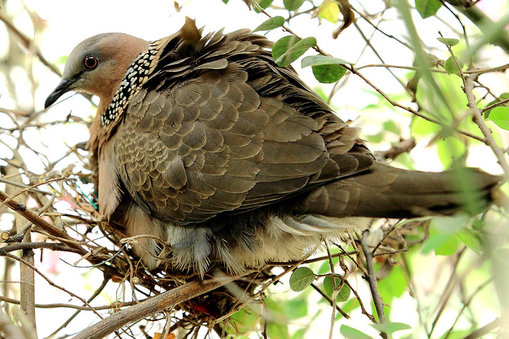 斑鸠孵蛋要多长时间（关于斑鸠搭窝和孵蛋的简单介绍）-第10张图片