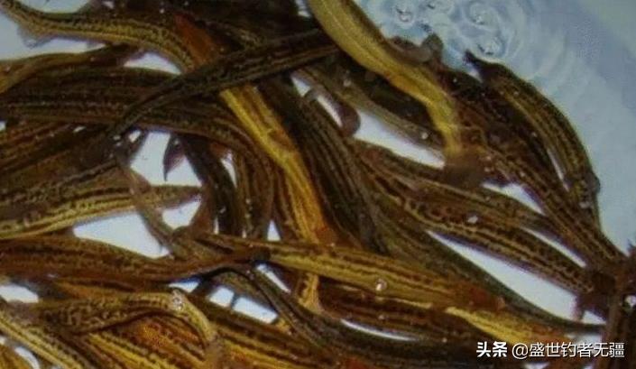 泥鳅打窝钓翘嘴的方法和技巧（用泥鳅钓翘嘴的注意事项）-第3张图片