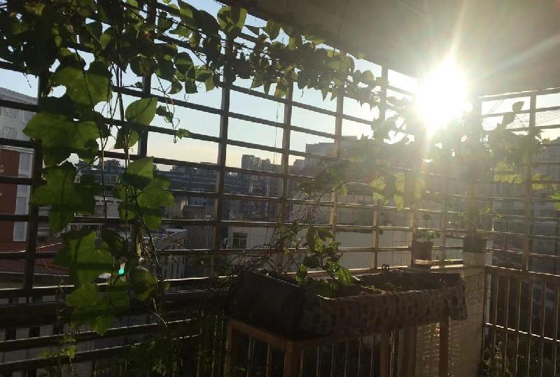 阳台种菜十大危害（室内阳台种菜对人体到底有害吗）-第3张图片