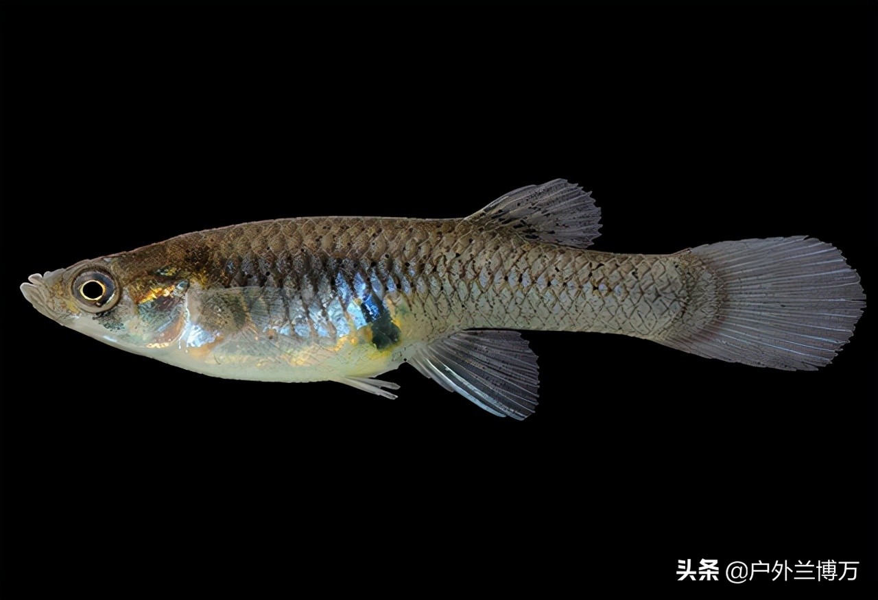 常见鱼的种类图片和名字（钓鱼时经常见到的小杂鱼）-第11张图片