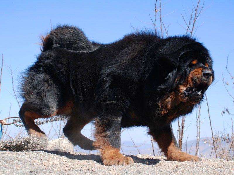 世界十大猛犬排行榜（全球打架最猛最凶残的狗是什么）-第9张图片