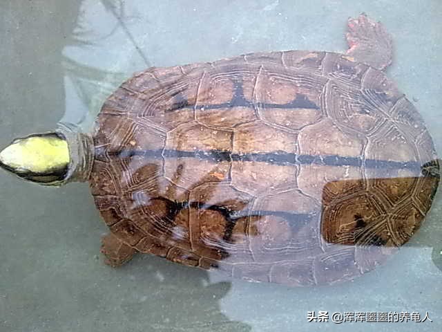 养乌龟放多少水合适（家里用鱼缸养乌龟放多少水正好）-第1张图片