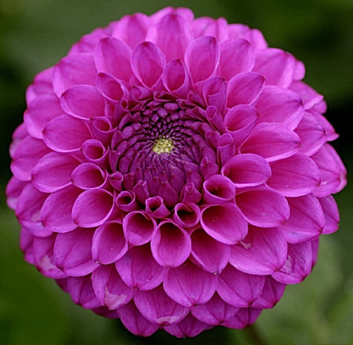 常见紫色的花有哪些（紫色花朵的花名都叫什么名字）-第14张图片