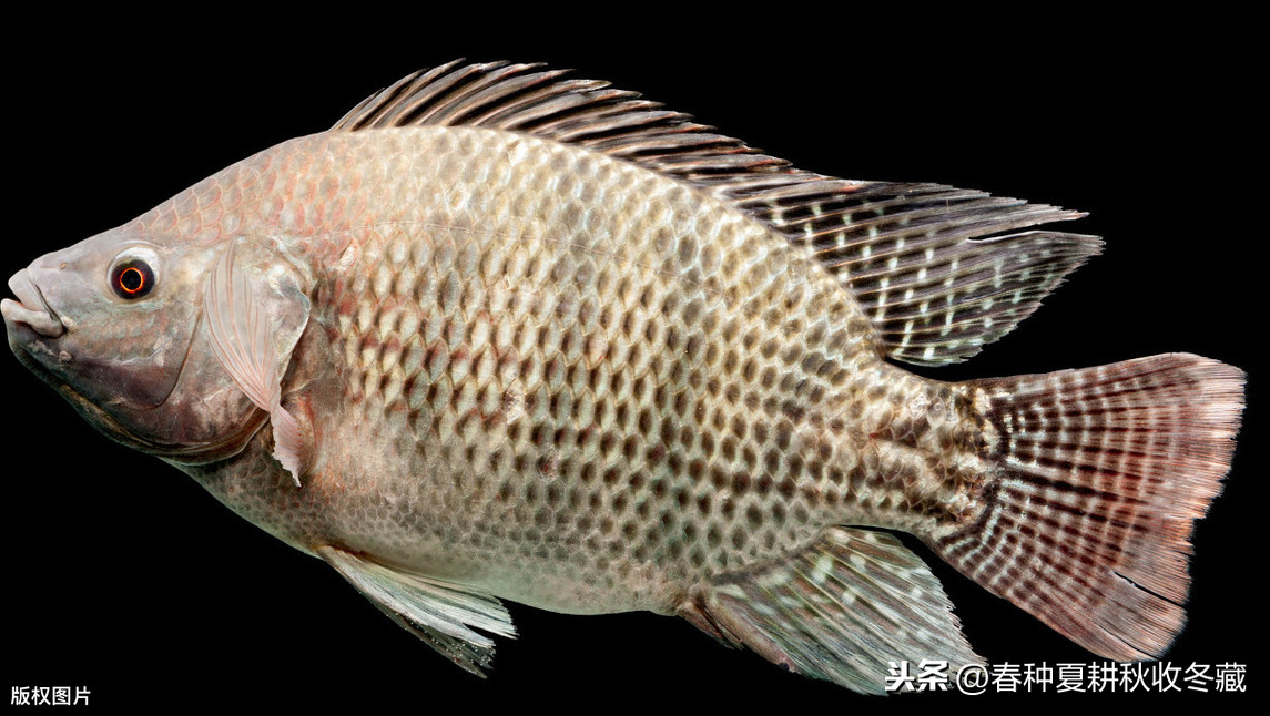 鱼烂鳃病用什么药治疗最快最好（观赏鱼烂鳃用什么药消毒）-第1张图片
