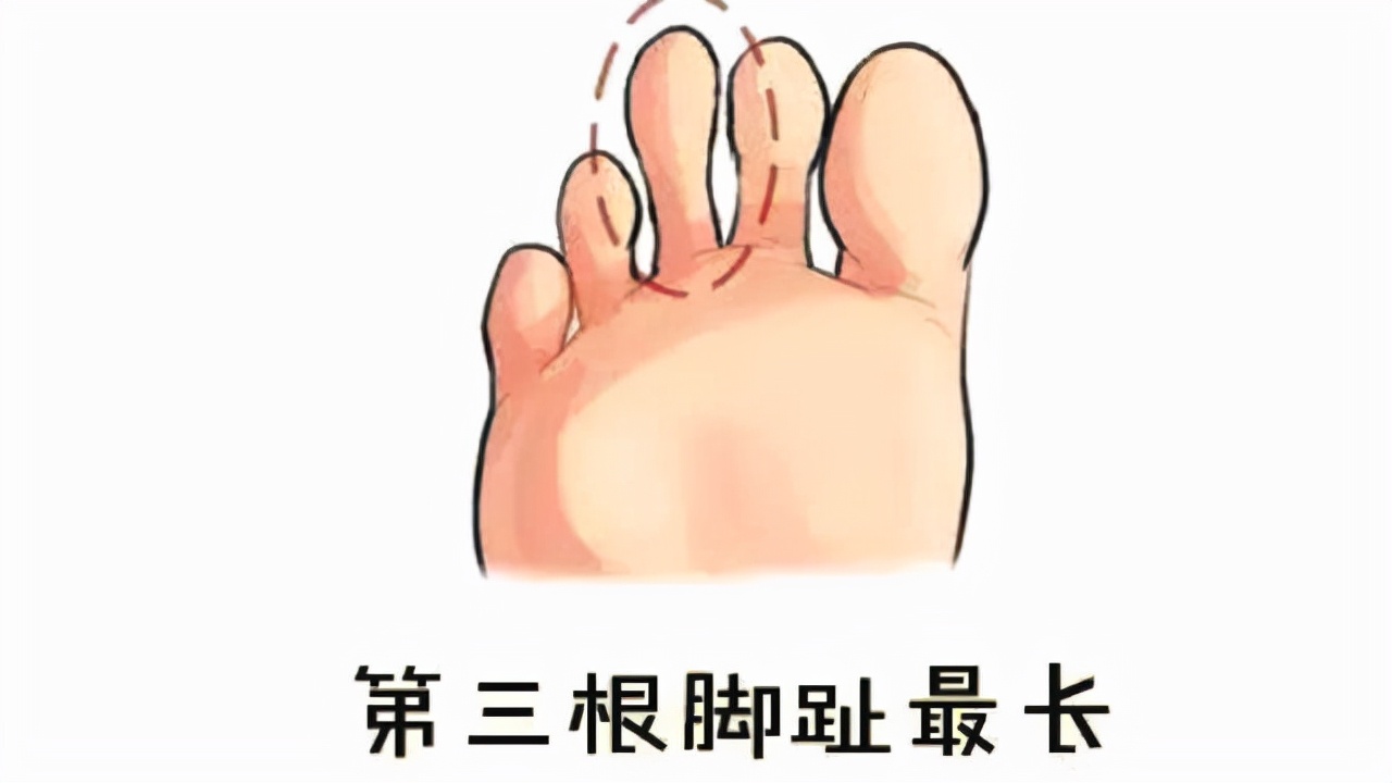 二拇脚趾头长有啥说法（俗语说二拇脚趾头长是怎么回事）-第2张图片