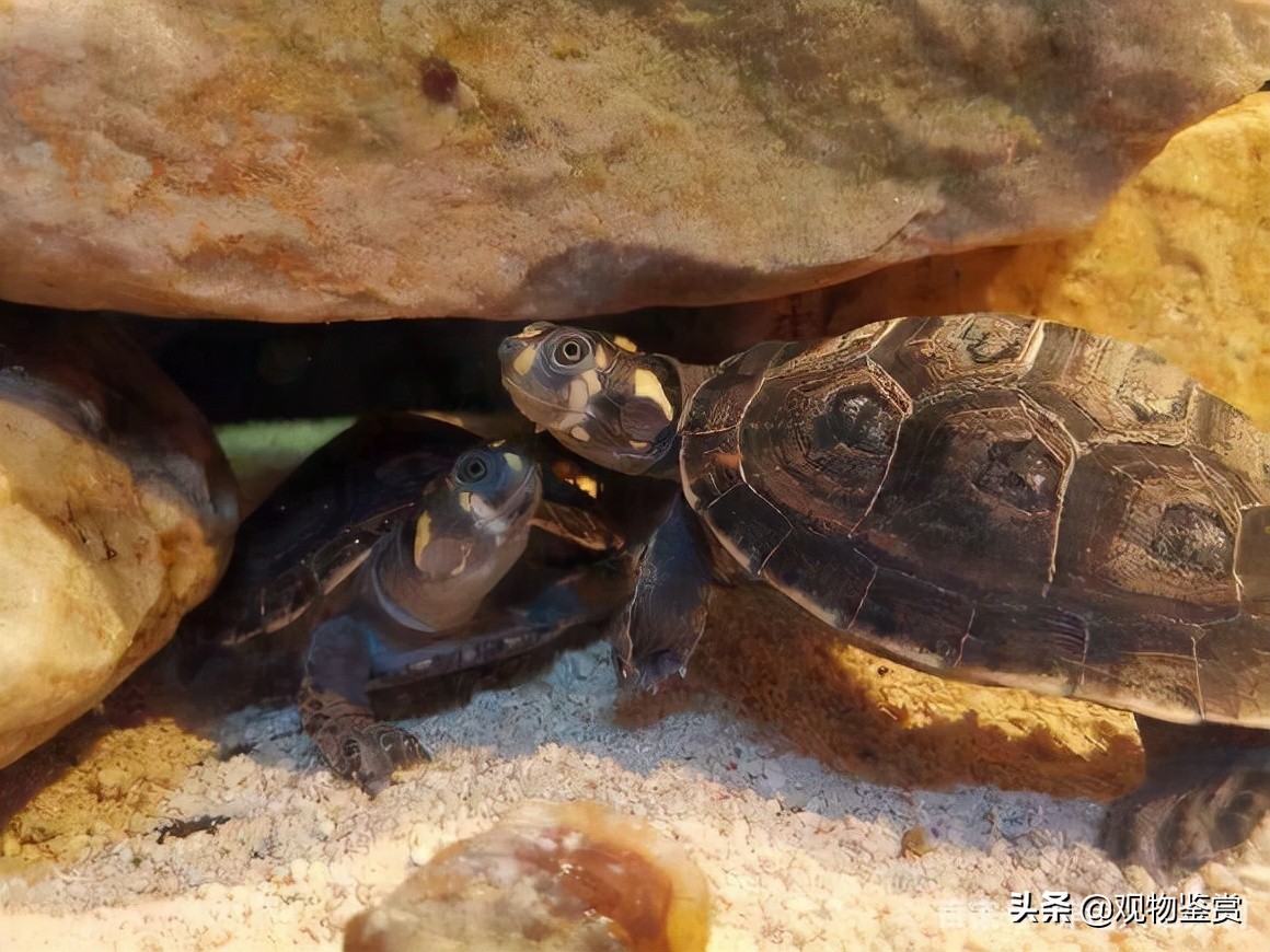 巴西龟冬眠放水还是放沙（冬天养小乌龟需要注意什么）-第1张图片