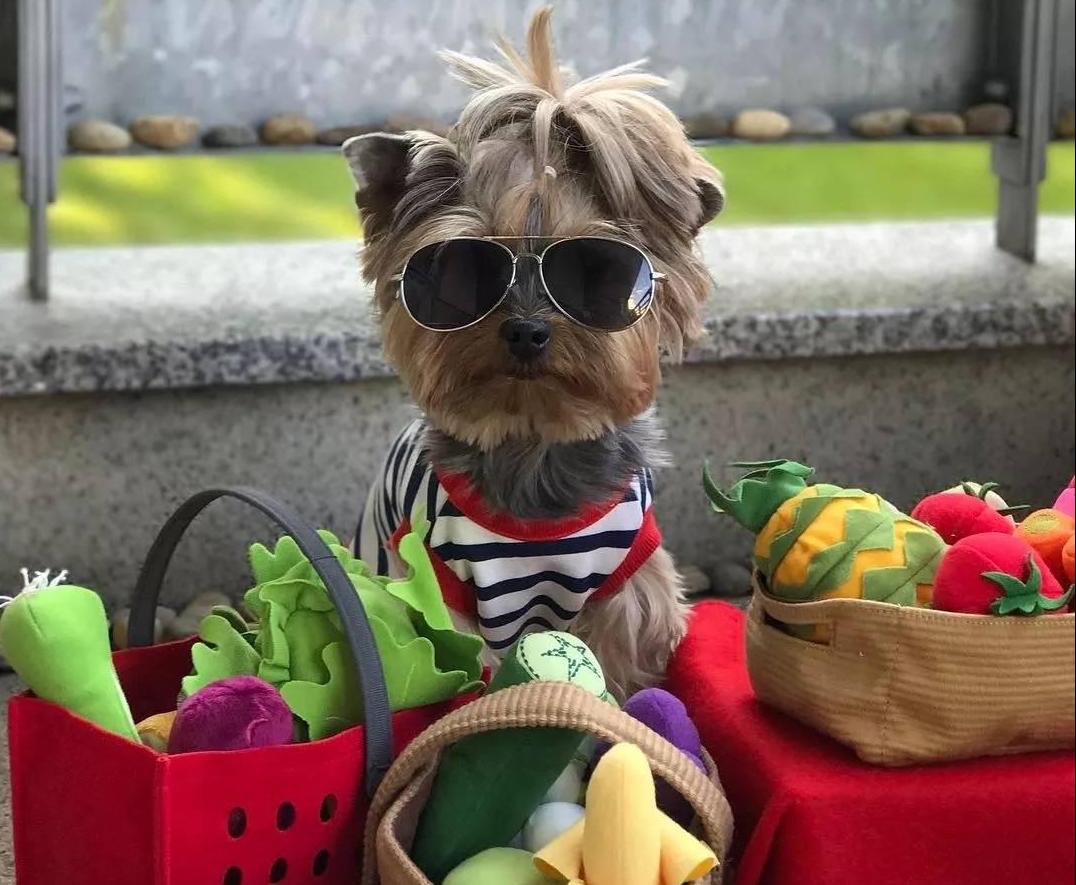 约克夏犬优缺点及适合人群（怎样挑选品质好的约克夏犬）-第5张图片