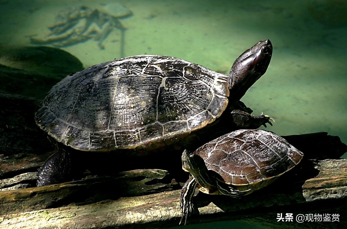 中华草龟是深水龟还是浅水龟（中华龟适合多深的水）-第1张图片