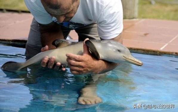海豚的特点和生活特征（海豚的特点和外貌简单介绍）-第5张图片