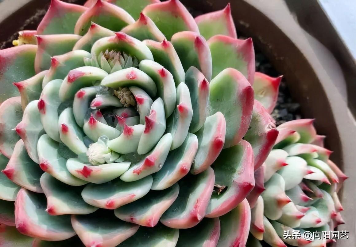 多肉植物怎么养(多肉植物10大养护技巧)-第13张图片 多肉植物怎么养(多肉植物10大养护技巧)-第13张图片