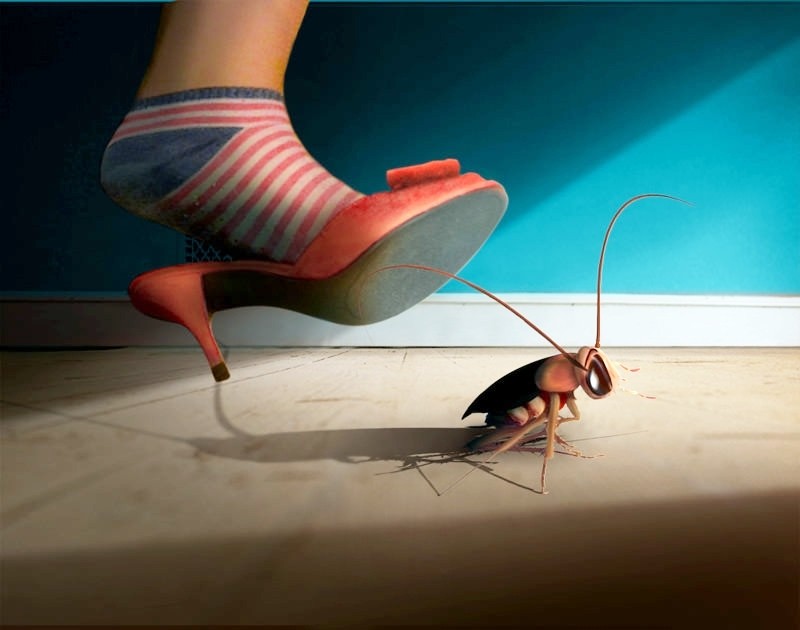 蟑螂为什么不能踩死（家里总是有蟑螂如何才能根除）-第1张图片
