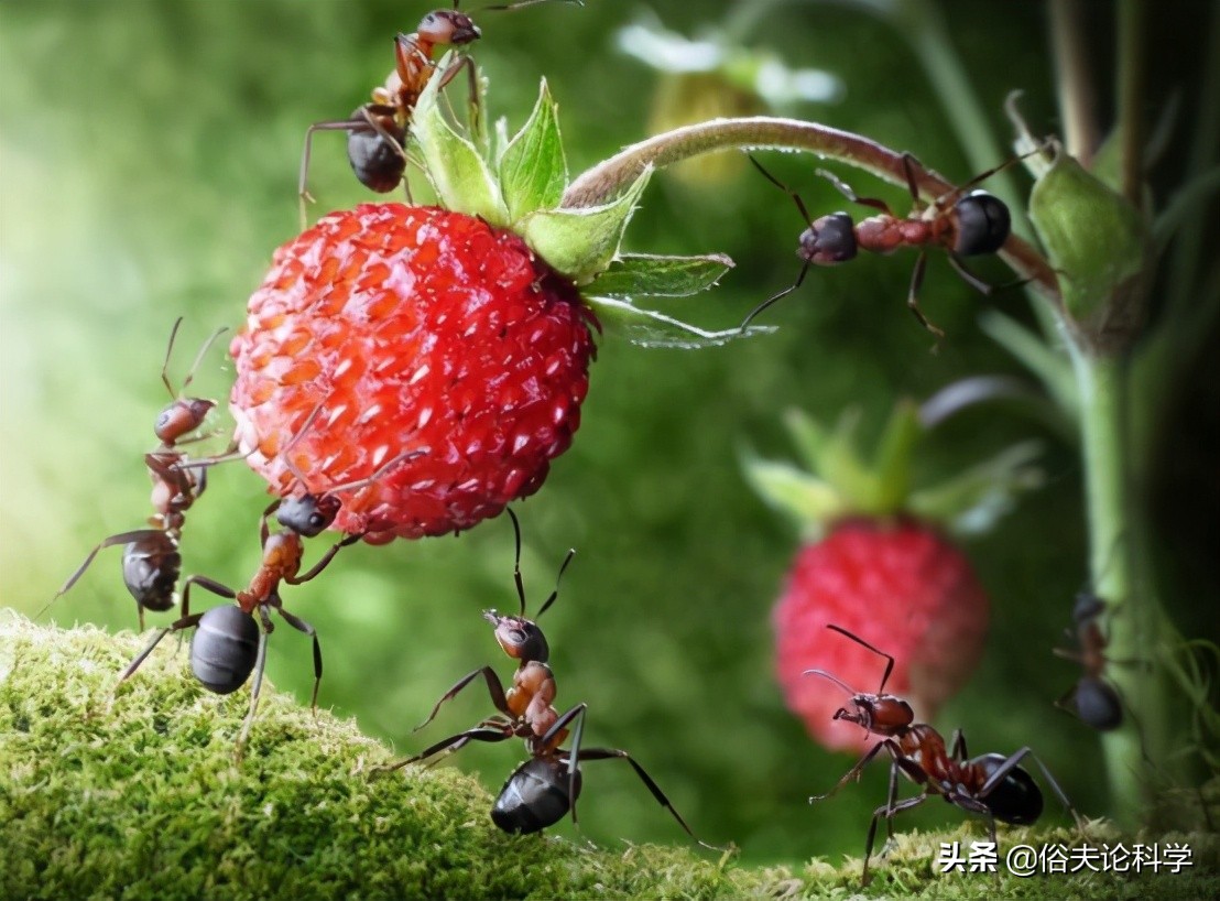 蚂蚁是二维生物吗（为什么说蚂蚁是生活在二维空间的）-第7张图片