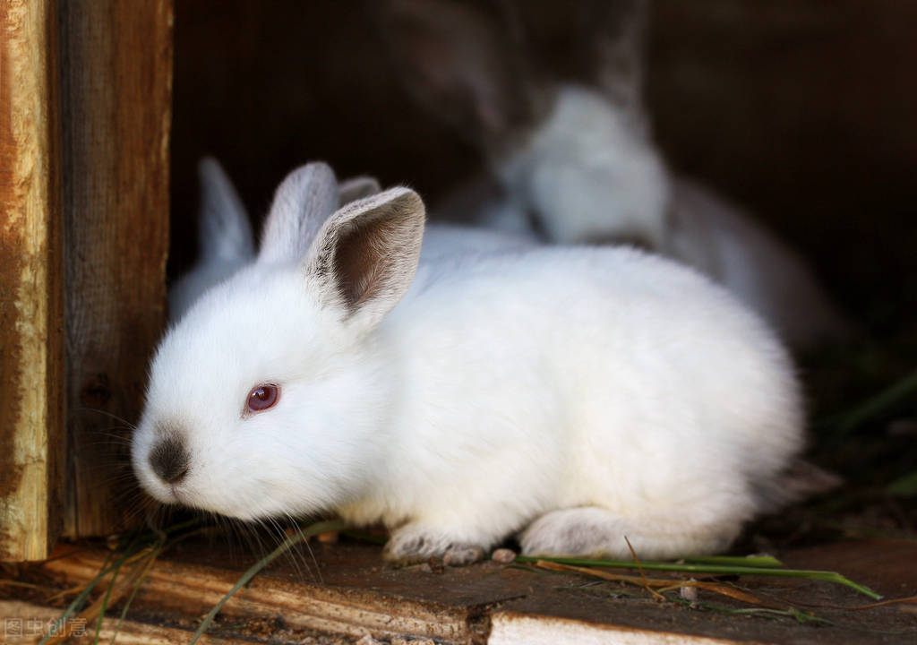 兔子的生活特征和生活方式（兔子有什么习性应该怎么养）-第4张图片