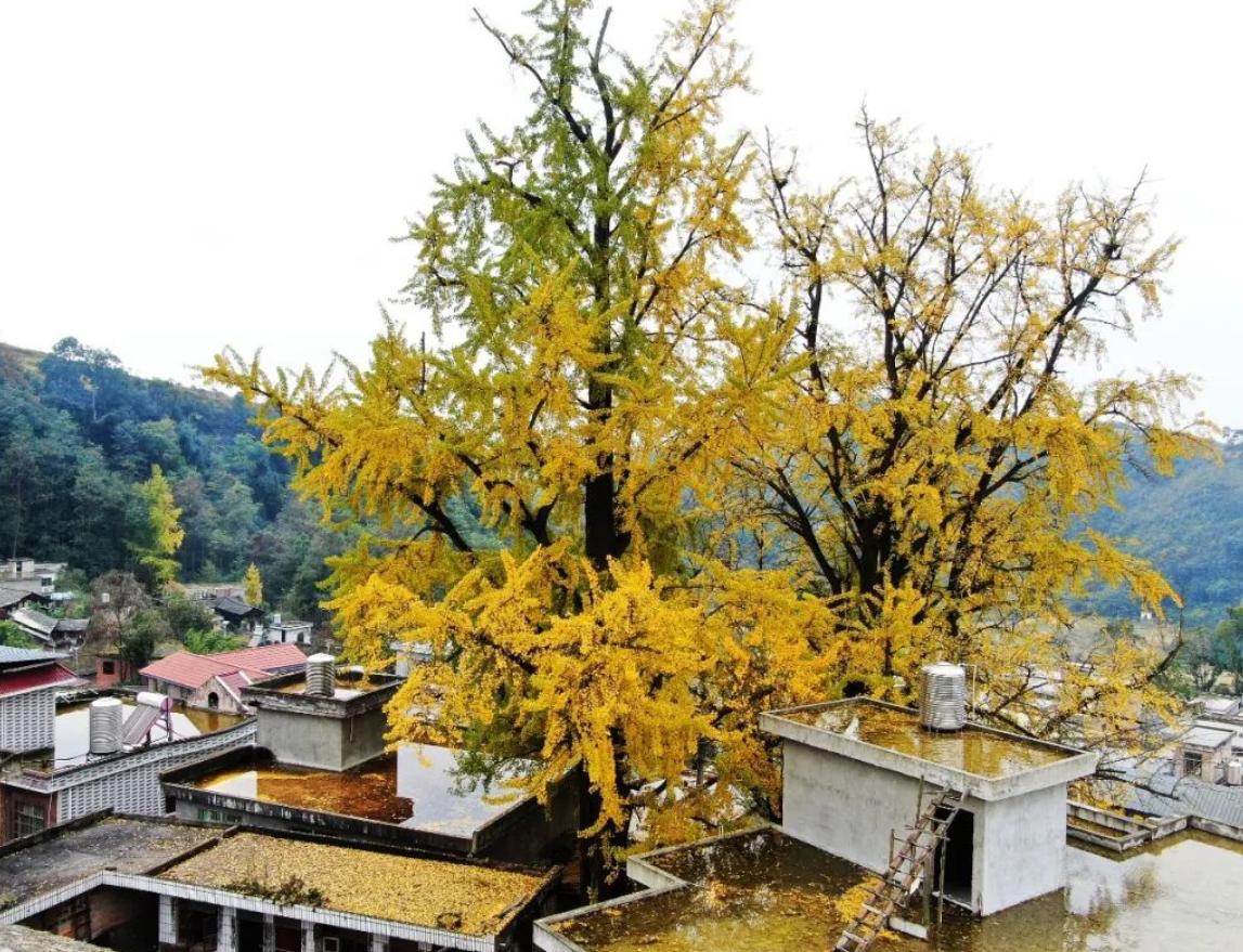 中国的国树是什么树（大众认为的银杏树象征着什么）-第7张图片