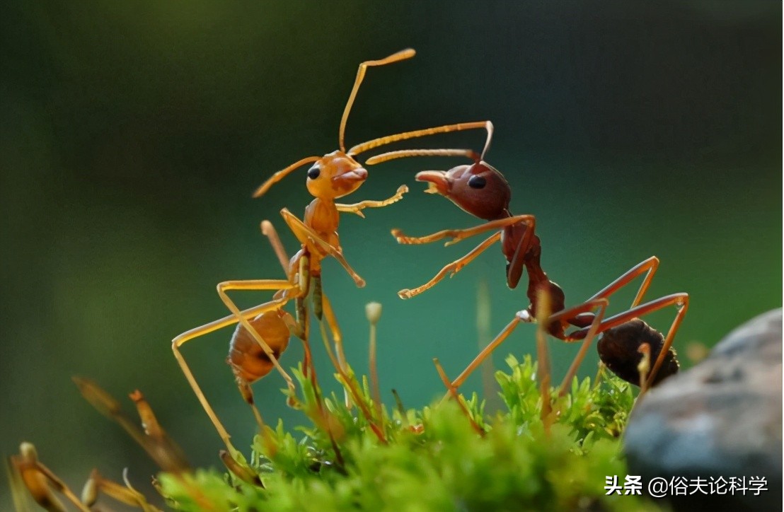 蚂蚁是二维生物吗（为什么说蚂蚁是生活在二维空间的）-第4张图片