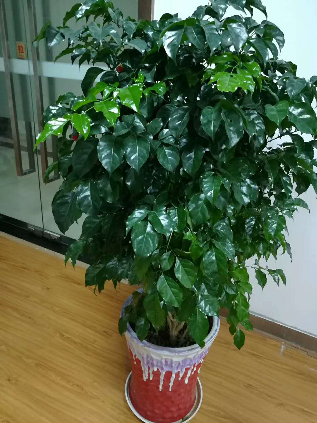 十大客厅风水植物（客厅养什么植物好养且风水又好）-第27张图片