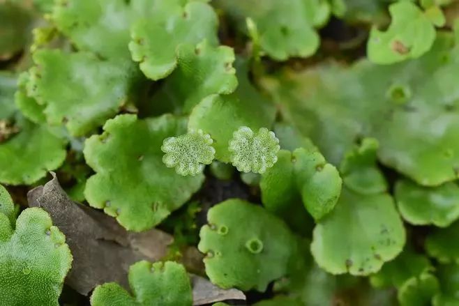 青苔属于草本植物吗，青苔属于什么蓝藻吗-第9张图片