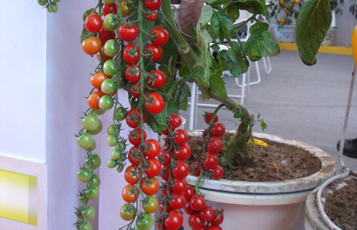 盆栽小番茄的种植方法(盆栽小番茄的种植方法和管理)-第4张图片