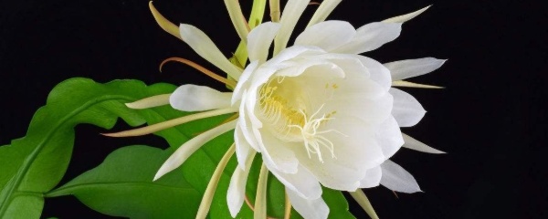 简要介绍了昙花的种植方法和注意事项(昙花的种植方法和注意事项)-第1张图片