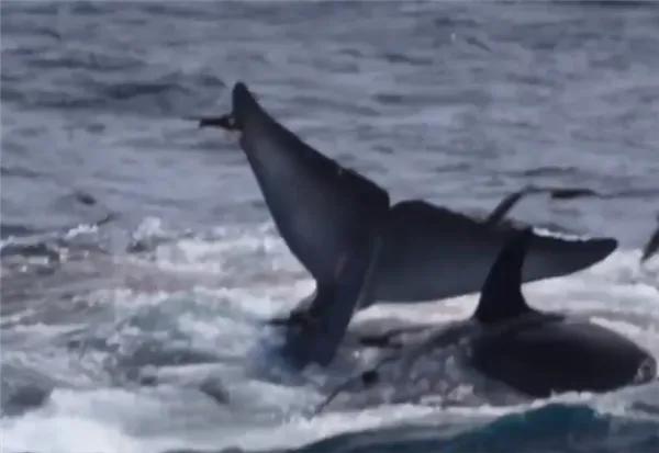 蓝鲸有多大(15米长蓝鲸误入繁殖地，被虎鲸分食，体型相差巨大为何被猎杀)-第4张图片