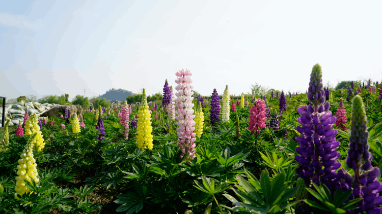 径山花海（杭州周边自驾游哪些地方推荐）-第11张图片