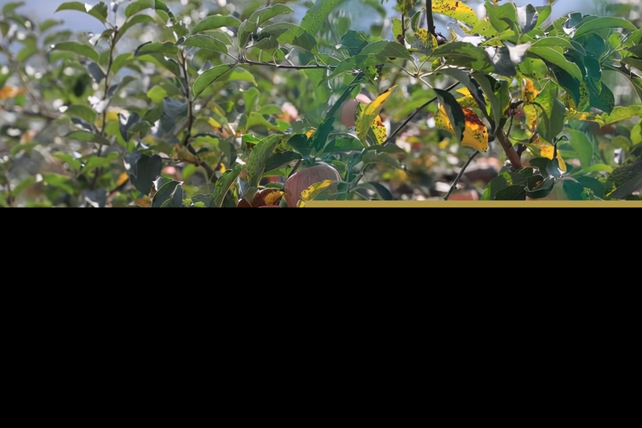 黄河水变清是真的吗（我国黄河水变清澈了意味着什么）-第13张图片