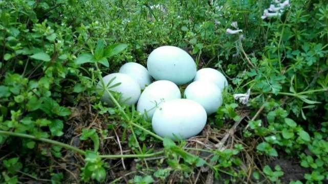 绿壳鸡蛋是什么鸡生的（绿壳鸡蛋的营养价值怎么样）-第2张图片